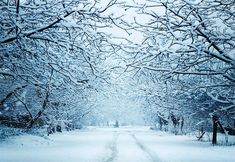 a snow covered road surrounded by trees and bushes