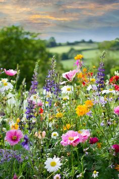 Vibrant wildflower meadow in a meadow garden, showcasing a variety of low maintenance plants perfect for lawn alternatives and wildlife gardening; ideal for a pollinator garden and enhancing your lawn and landscape. Wild Flowers Backyard, Wildflower Meadow Front Yard, Wildflower Curb Appeal, Lawn To Wildflower Meadow, Wild Flower Meadow Garden, Wild Meadow Garden, English Wildflower Garden, Wildflower Patch In Yard, Australian Wildflower Garden