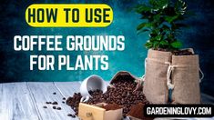 coffee grounds for plants with the title how to use coffee grounds for plants