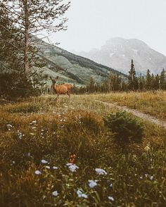 a horse standing on top of a lush green field next to a forest filled with trees