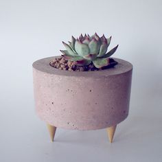 a small potted plant sitting on top of a wooden stand next to a white wall