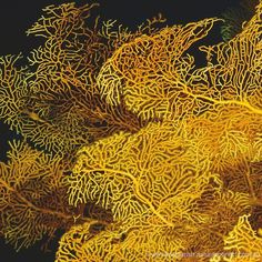 some very pretty yellow corals in the water