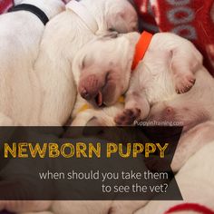 three puppies cuddle together in a pile with the caption newborn puppy when should you take them to see the vet?