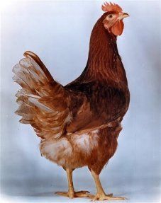 a brown and white rooster standing next to each other