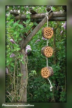 three bees are hanging from a tree in the woods with purple flowers behind them and green foliage