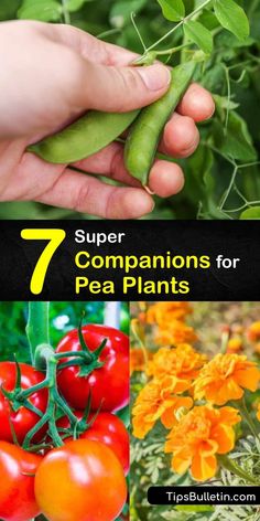 seven different types of vegetables and plants with the title 7 super companions for pea plants