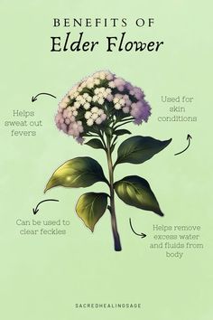 the benefits of elder flower and how to use it in your body's health