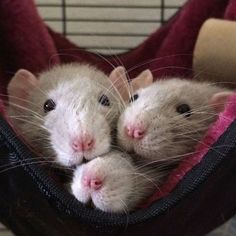 two white mice in a cage with their heads resting on each other's paws