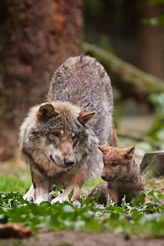 an adult wolf and two young ones walking in the grass