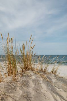 the grass is growing out of the sand at the beach