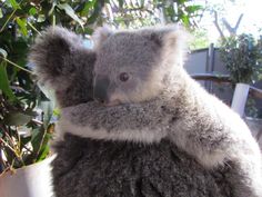 a koala bear sitting on top of a tree