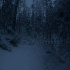 a snowy path in the woods at night