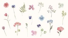 a bunch of flowers that are on a white background with the words, watercolor