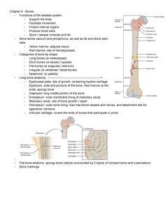 an image of the structure of a long bone