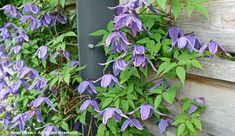 purple flowers growing on the side of a wooden fence