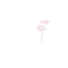 a drawing of two daisies on a white background, one is pink and the other is red