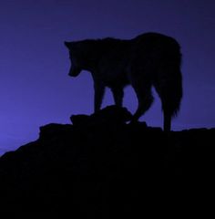 a lone wolf standing on top of a rock in the dark at night with its head turned to the side