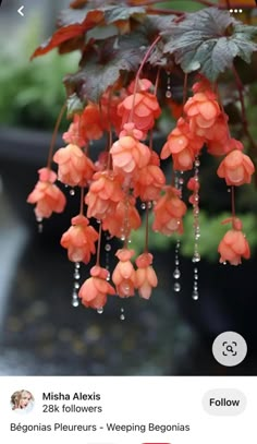 an orange flower hanging from a plant with water droplets on it's petals and leaves