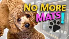 a brown dog standing in front of a bus with the words no more mats on it