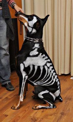 a dog that is sitting down with a skeleton painted on it's chest and collar