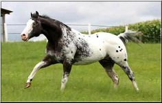 a black and white horse is running in the grass