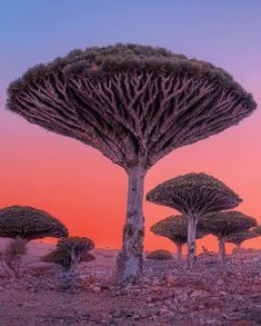 several trees in the desert at sunset with rocks and plants growing out of their tops