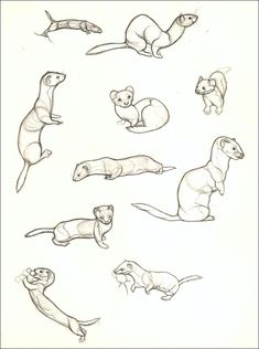 an image of otters in various poses on white paper with black and white ink