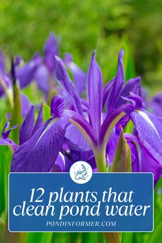 purple flowers with the words 12 plants that clean pond water on it's side