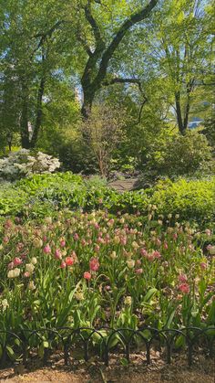 many different types of flowers and trees in a park with lots of green leaves on the ground