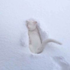 a white cat is hiding in the snow