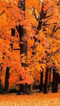 an autumn scene with trees and leaves on the ground