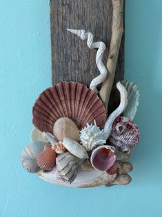 seashells and driftwood hang on the wall