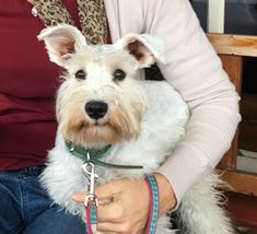 a woman holding a small white dog in her lap and wearing a cross on it's collar