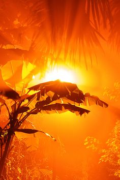 the sun shines brightly through trees and leaves on a foggy day at night