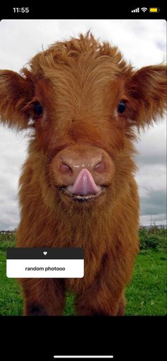 a brown cow standing on top of a lush green field