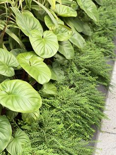 green plants growing on the side of a building