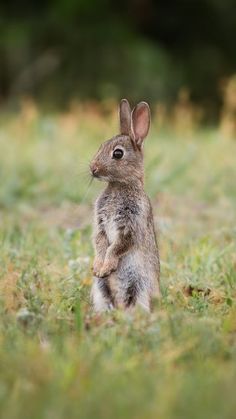 a small rabbit standing on its hind legs in the grass