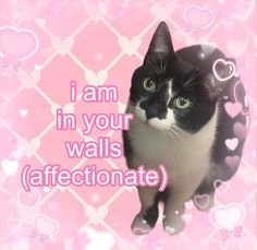 a black and white cat sitting in front of a pink background with hearts on it