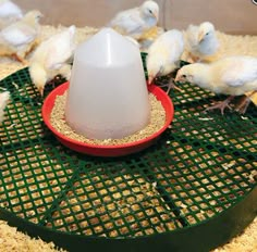 several small white birds are eating from a red bowl on a green birdfeeder