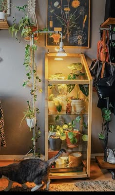 a cat is looking at plants in a glass case on the floor next to a lamp