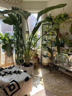 a living room filled with lots of plants