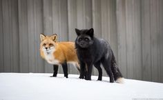 two foxes standing next to each other in the snow