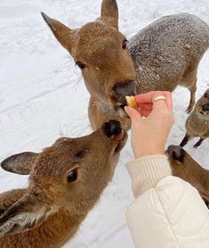 a person feeding some food to two deers in the snow with their noses close together