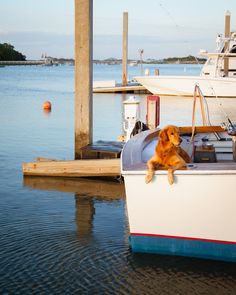 a dog sitting on top of a boat in the water next to a dock with other boats