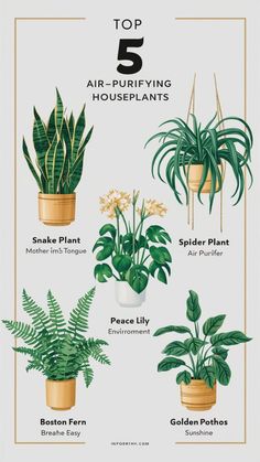 the top 5 air - purifying houseplants