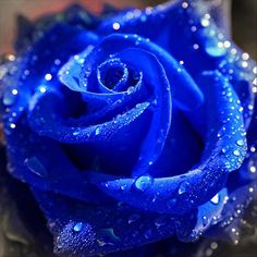 a purple rose with water droplets on it's petals is shown in this image