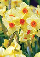 yellow daffodils are blooming in the garden with red centers on their petals