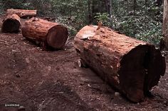 two large logs sitting on top of a dirt road next to trees in the woods