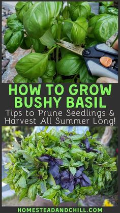 how to grow bushy basil tips to prune seeds and harvest all summer long