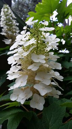 Snow Flake Oakleaf Hydrangea-Gorgeous Native Hydrangea, Stunning White Flower Clusters Hydrangea Shrub, Pink Spring Flowers, Hydrangea Quercifolia, Oakleaf Hydrangea, Moon Garden, Snow Flake, White Gardens, Foliage Plants, Native Plants